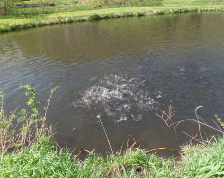 A Visit to Harrietta Hills Trout Farm in Michigan Eat Travel Life