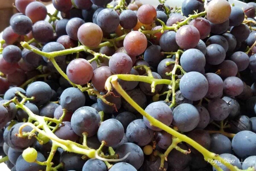 freshly picked grapes with stems