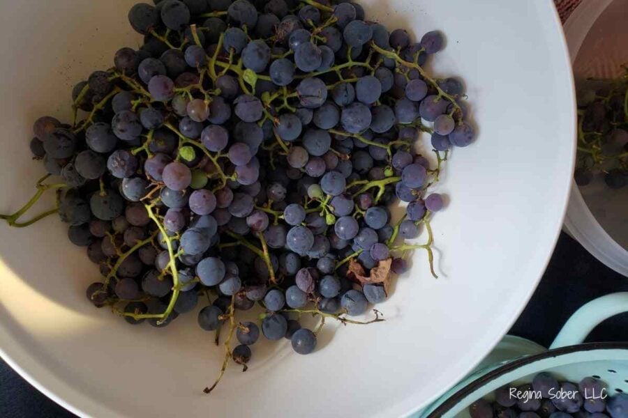 fresh grapes in a bowl