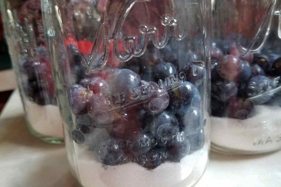 quart jar with sugar and whole concord grapes
