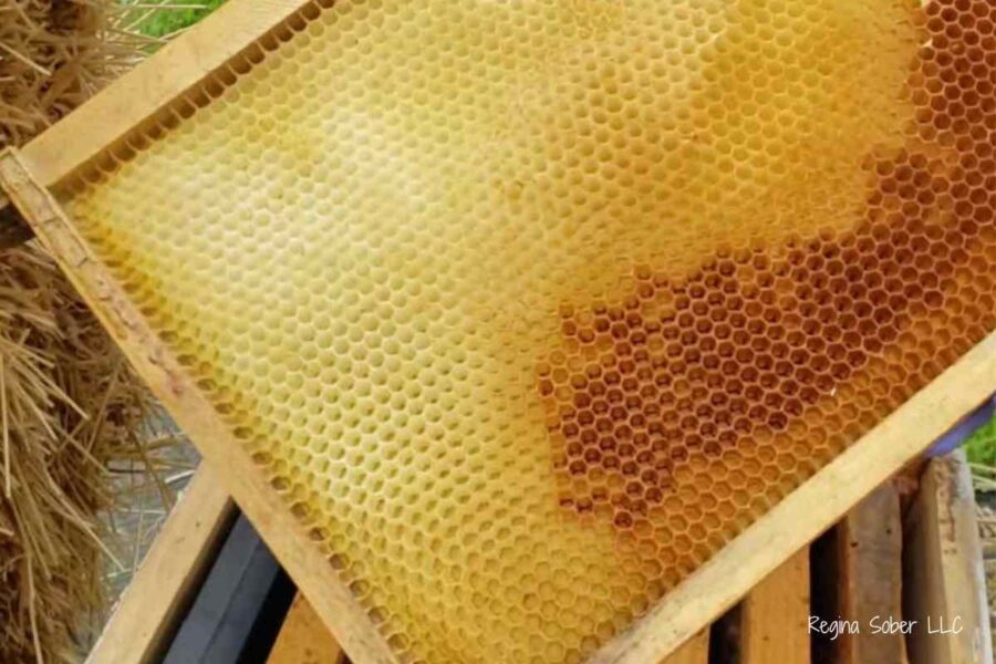 honey comb on a frame