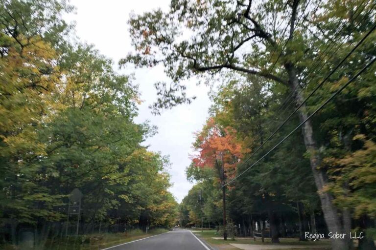 inside Michigan's Tunnel of Trees