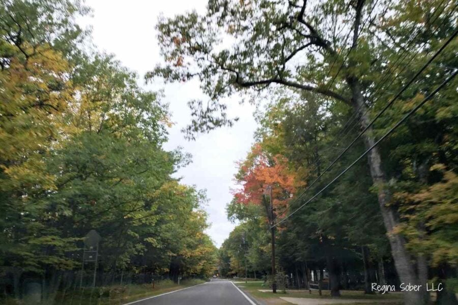 inside Michigan's Tunnel of Trees