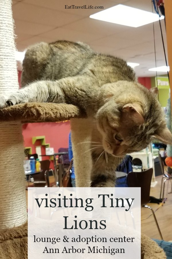 cat therapy Tiny Lions Lounge Ann Arbor Michigan Eat Travel Life
