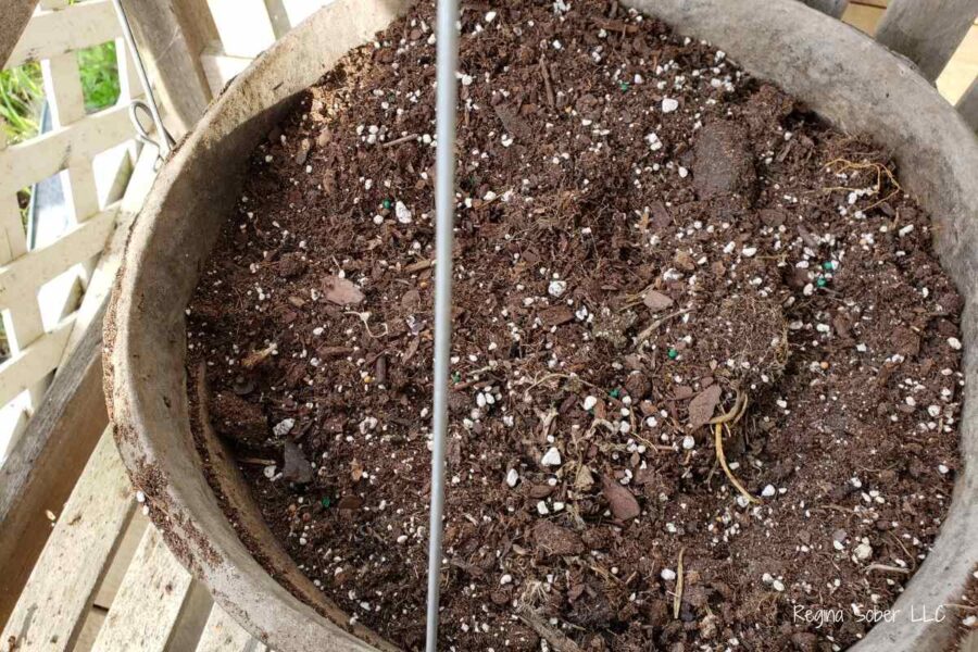 leave enough space to plant your flowers to collect water in the pot