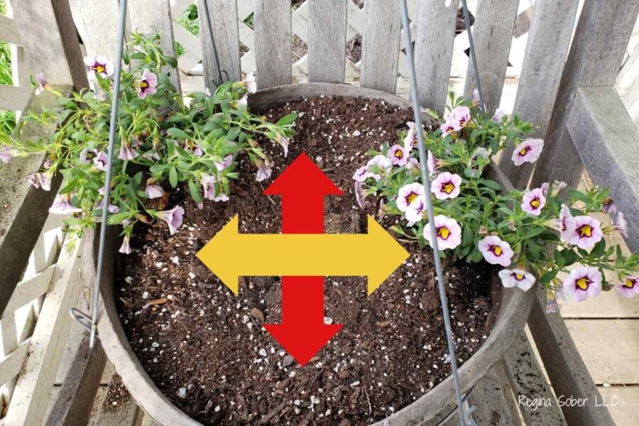 distance flowers to give space to grow bigger