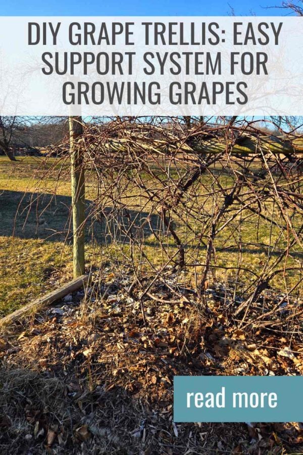Building a grape trellis is essential for healthy vines and bigger harvests. Follow this step-by-step guide to create a strong grape vine support system in your garden.