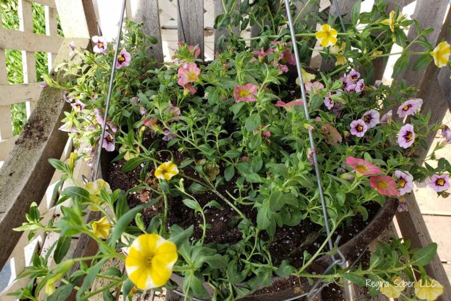 filled hanging basket with flowers