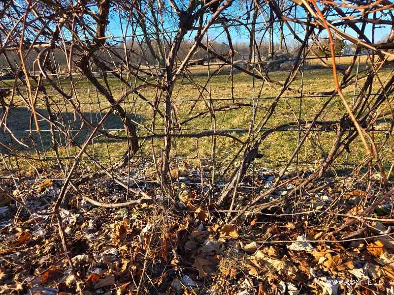 base of grape vines
