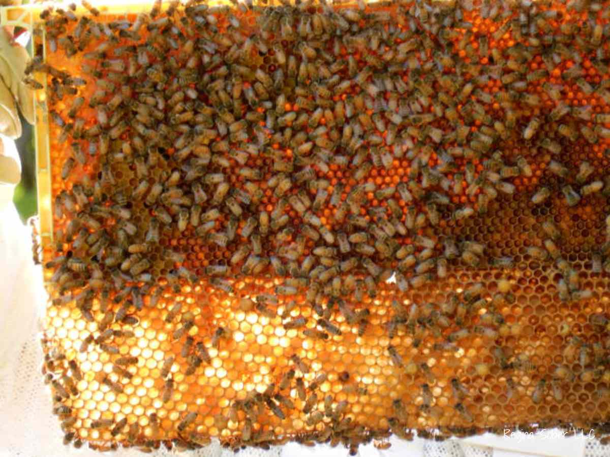 frame of honey with worker bees in honey bee colony