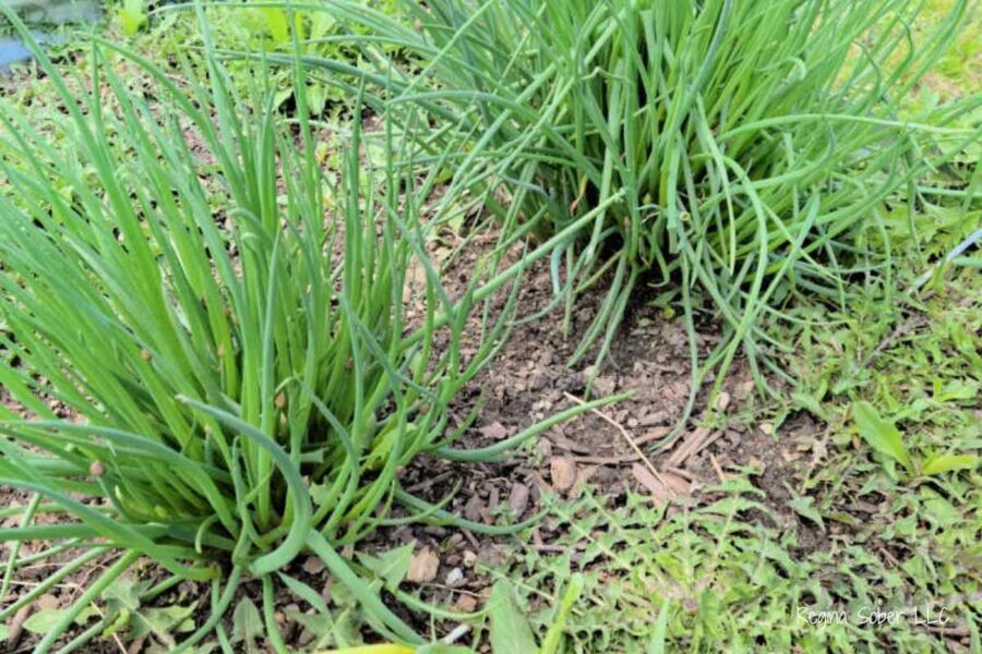 growing herbs within your garden helps keep pests away