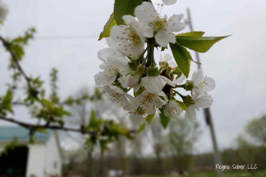apple blossoms