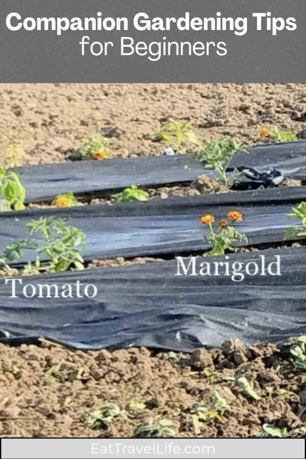 Learn how to pair plants for better growth, flavor, and pest control. Perfect for new gardeners starting companion planting.