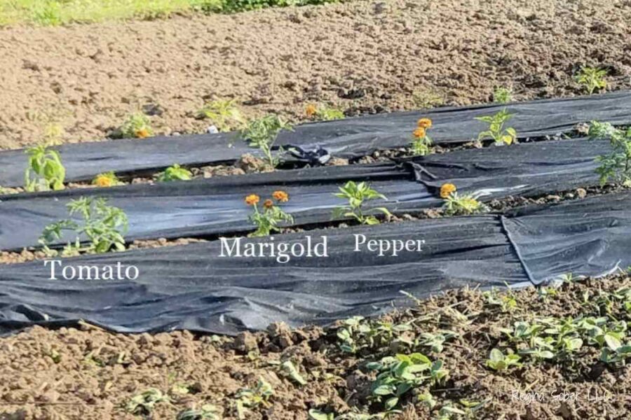 companion plants improve growth and flavor