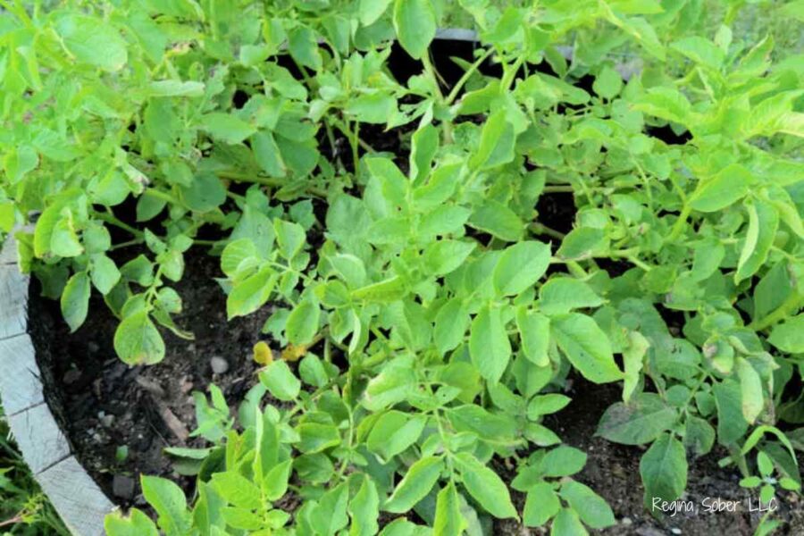growing potatoes in a pot