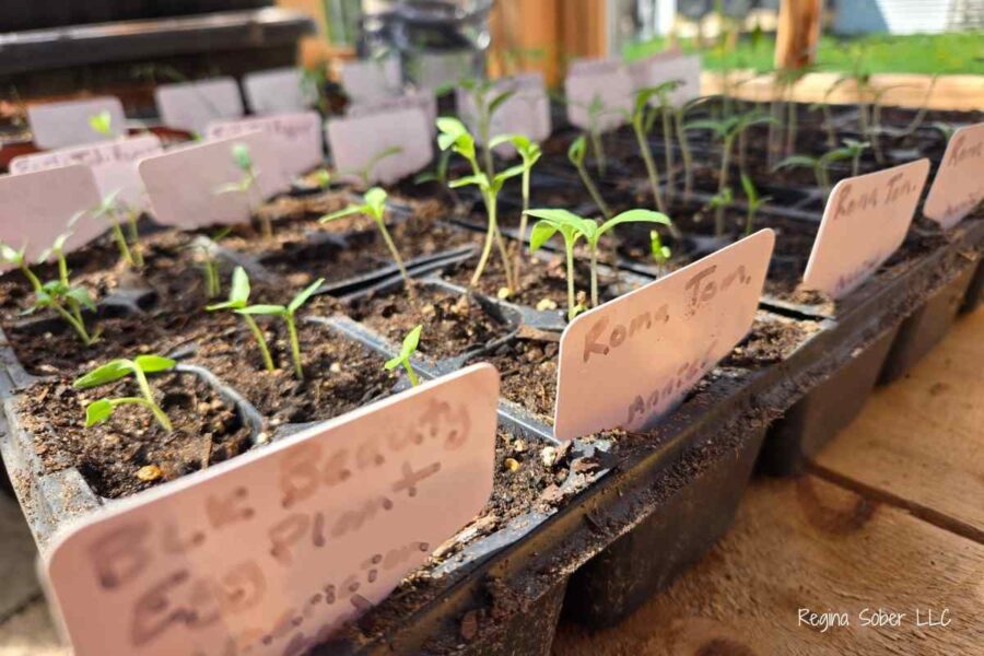 growing plants in greenhouse