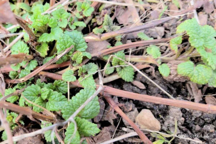 lemon balm planted in wtih the garden
