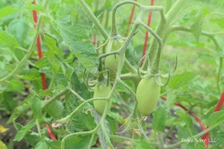 companion gardening with roma tomatoes
