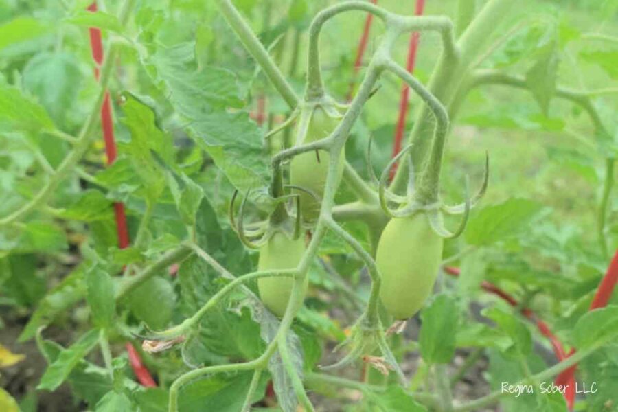 companion gardening with roma tomatoes