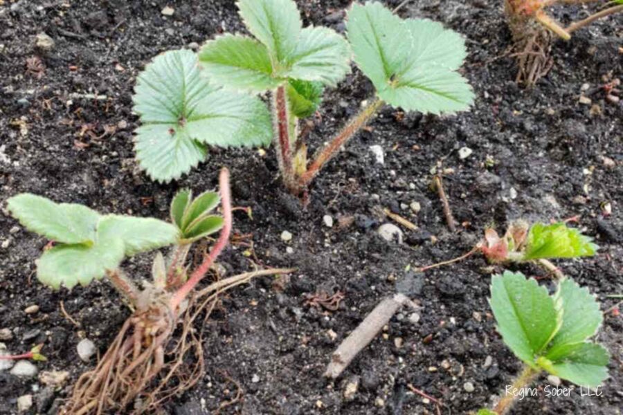 strawberry plants