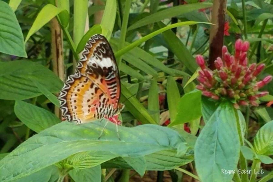 beautiful butterflies inside the butterfly house
