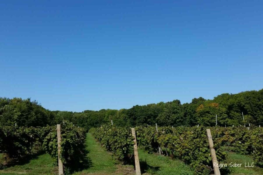 winery vineyard