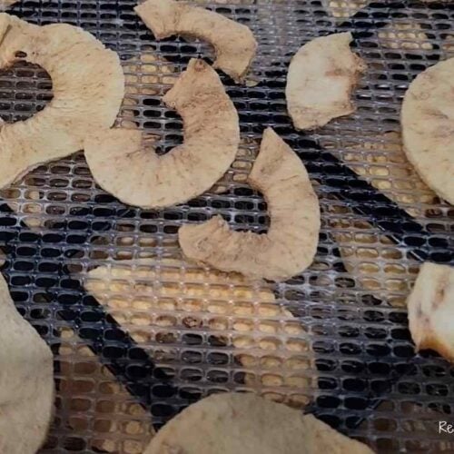 dried apple slices on dehydrator tray