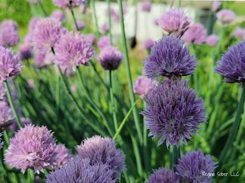 garden with live chives